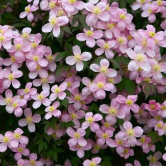 Clematis-Montana-Ruber