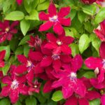 Clematis-Viticella-Royal-Velours
