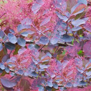Cotinus-Coggygria-Dusky-Maiden