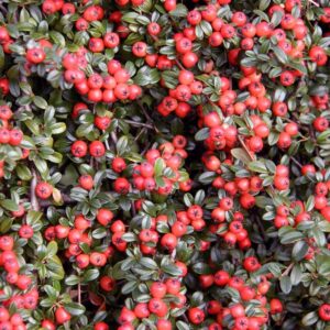 Cotoneaster-Dammeri-Coral_Beauty