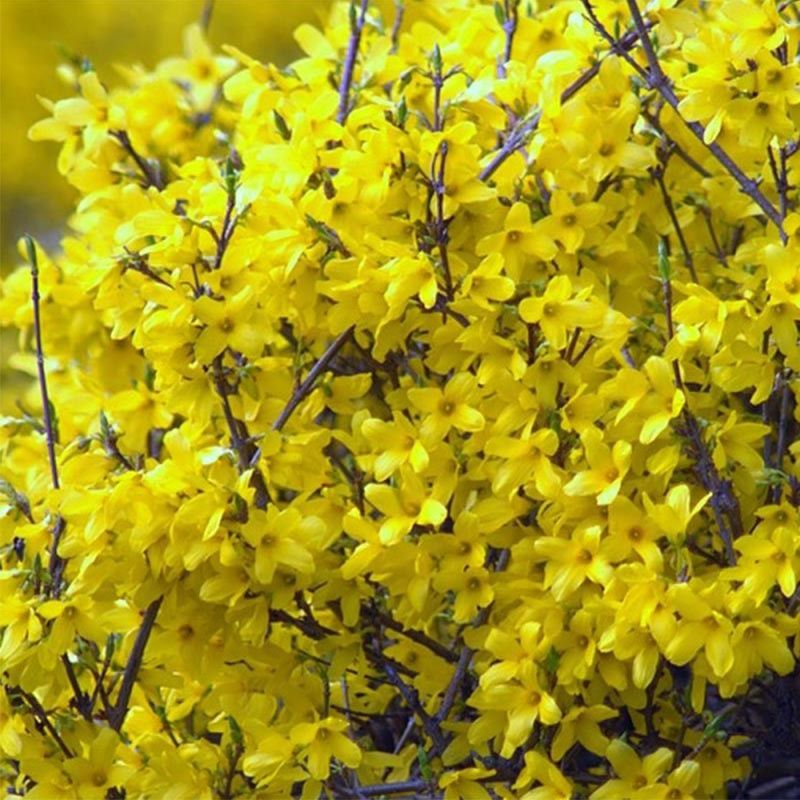 Forsythia-Maree-dor