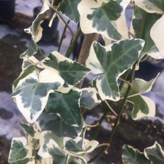 Hedera-Helix-Elegantissima