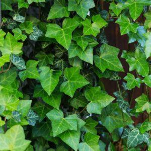 Hedera-Helix