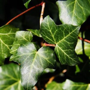 Hedera-Hibernica
