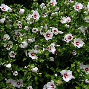 Hibiscus-Syriacus