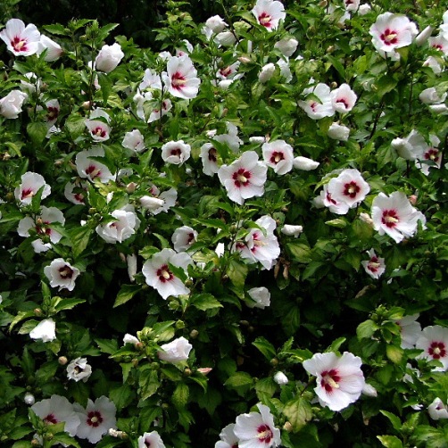 Hibiscus-Syriacus