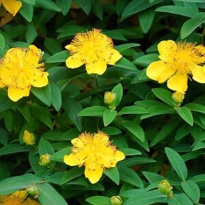 Hypericum-Calycinum