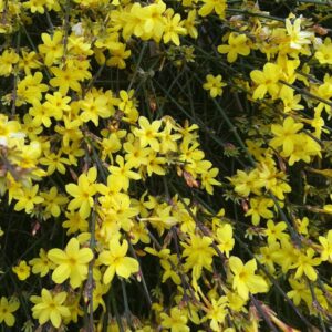 Jasminum-Nudiflorum