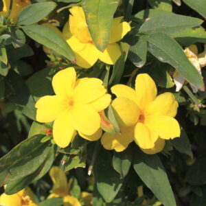 Jasminum-Primulinum