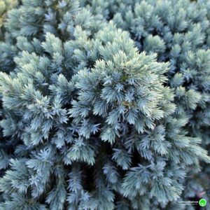 Juniperus-Blue-Star