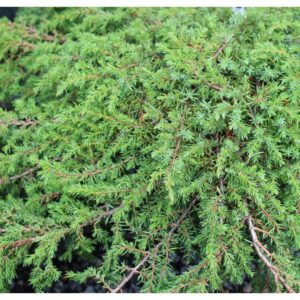 Ginepro comune (Juniperus communis green carpet)
