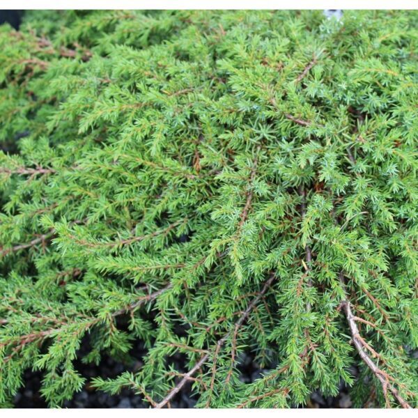 Ginepro comune (Juniperus communis green carpet)