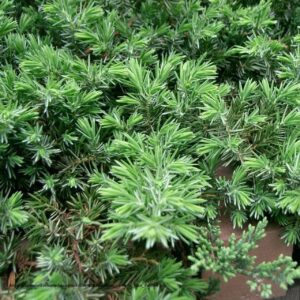 Juniperus-Conferta-Blue-Pacific