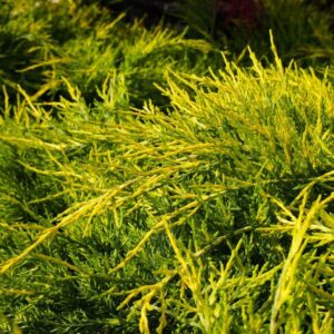 Juniperus-Pfitzeriana-Aurea