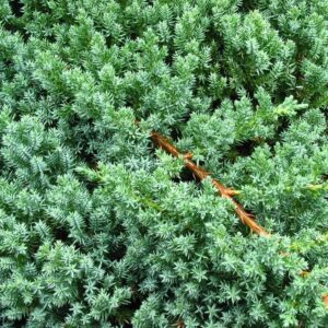 Juniperus-Procumbens-Nana