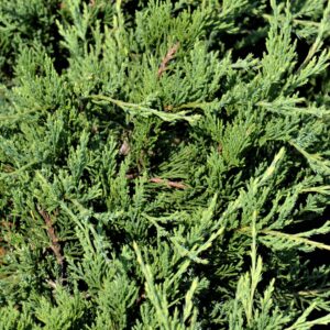 Juniperus-Sabina-Tamariscifolia