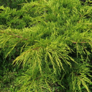 JUniperus-chinensis-Pfitzeriana-Verde