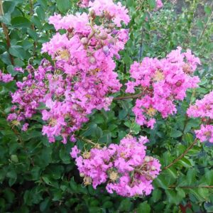 Lagerstroemia-Cordon-Bleu