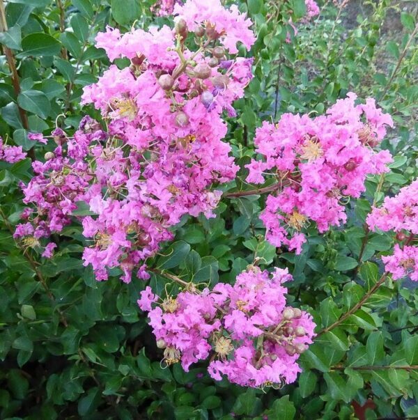 Lagerstroemia-Cordon-Bleu