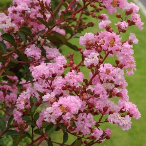 Lagerstroemia-Houston