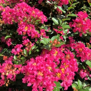 Lagerstroemia-Pocomoke