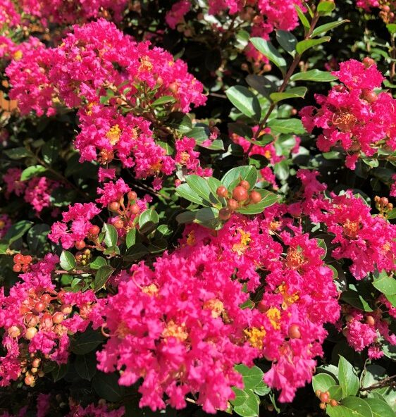 Lagerstroemia-Pocomoke
