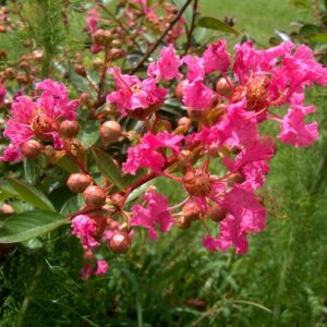 Lagerstroemia-World-Fair