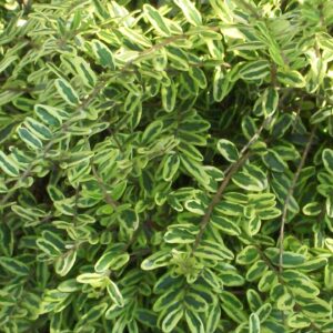 Lonicera-Nitida-Variegata