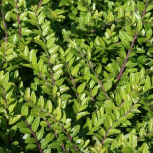 Lonicera-Nitida