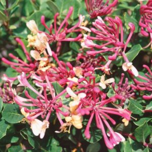 Lonicera heckrottii