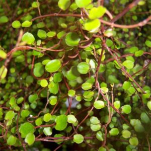 Muehlenbeckia-Complexa