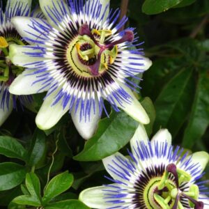 Passiflora-Caerulea