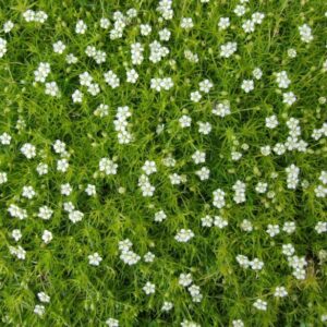 Sagina-Subulata