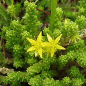 Sedum-Acre