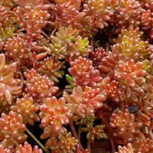 Sedum-Album-Coral-Carpet