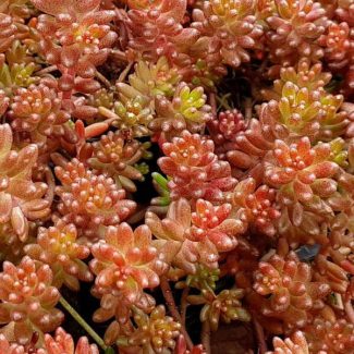 Sedum-Album-Coral-Carpet