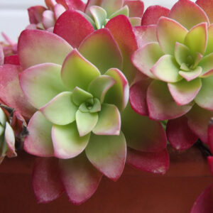 Sedum-Palmeri