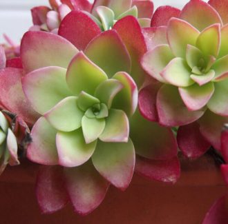 Sedum-Palmeri