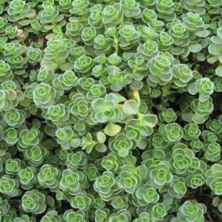 Sedum-Spurium