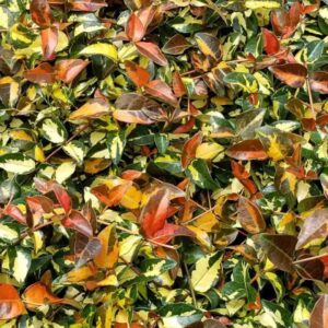 Trachelospermum-Asiaticum-Sunset