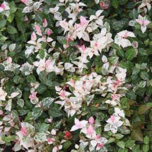 Trachelospermum-Jasminoides