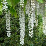Glicine Floribunda Longissima Alba