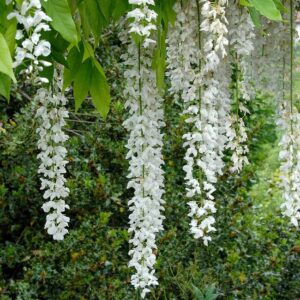 Glicine Floribunda Longissima Alba