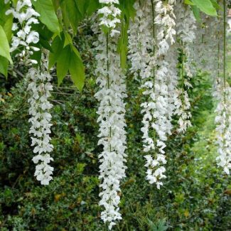 Glicine Floribunda Longissima Alba