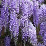 Wisteria-Sinensis
