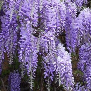 Wisteria-Sinensis
