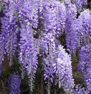 Wisteria-Sinensis