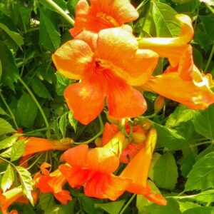 Bignonia Campins Radicans