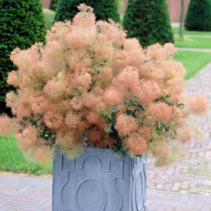 Cotinus coggygria "young lady"
