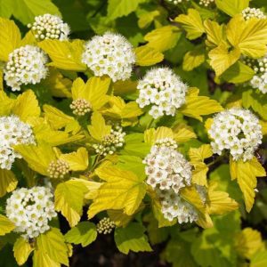 Fisocarpo (Physocarpus tine wine gold)